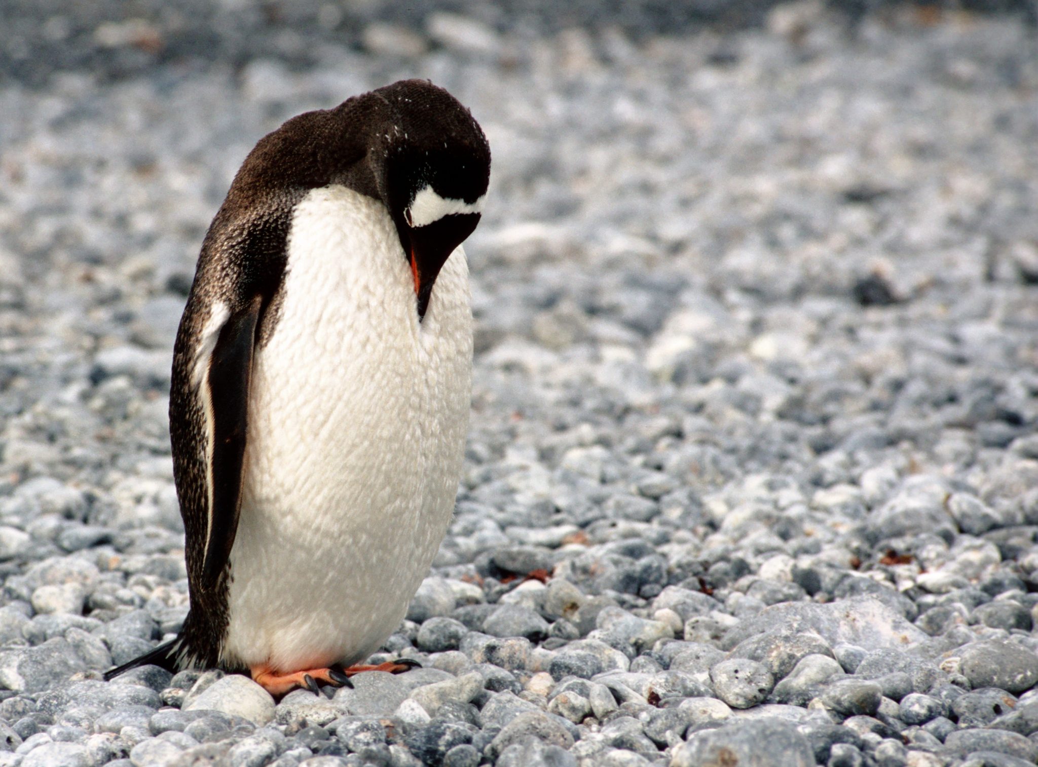 Pinguin, der schulödbewusst guckt