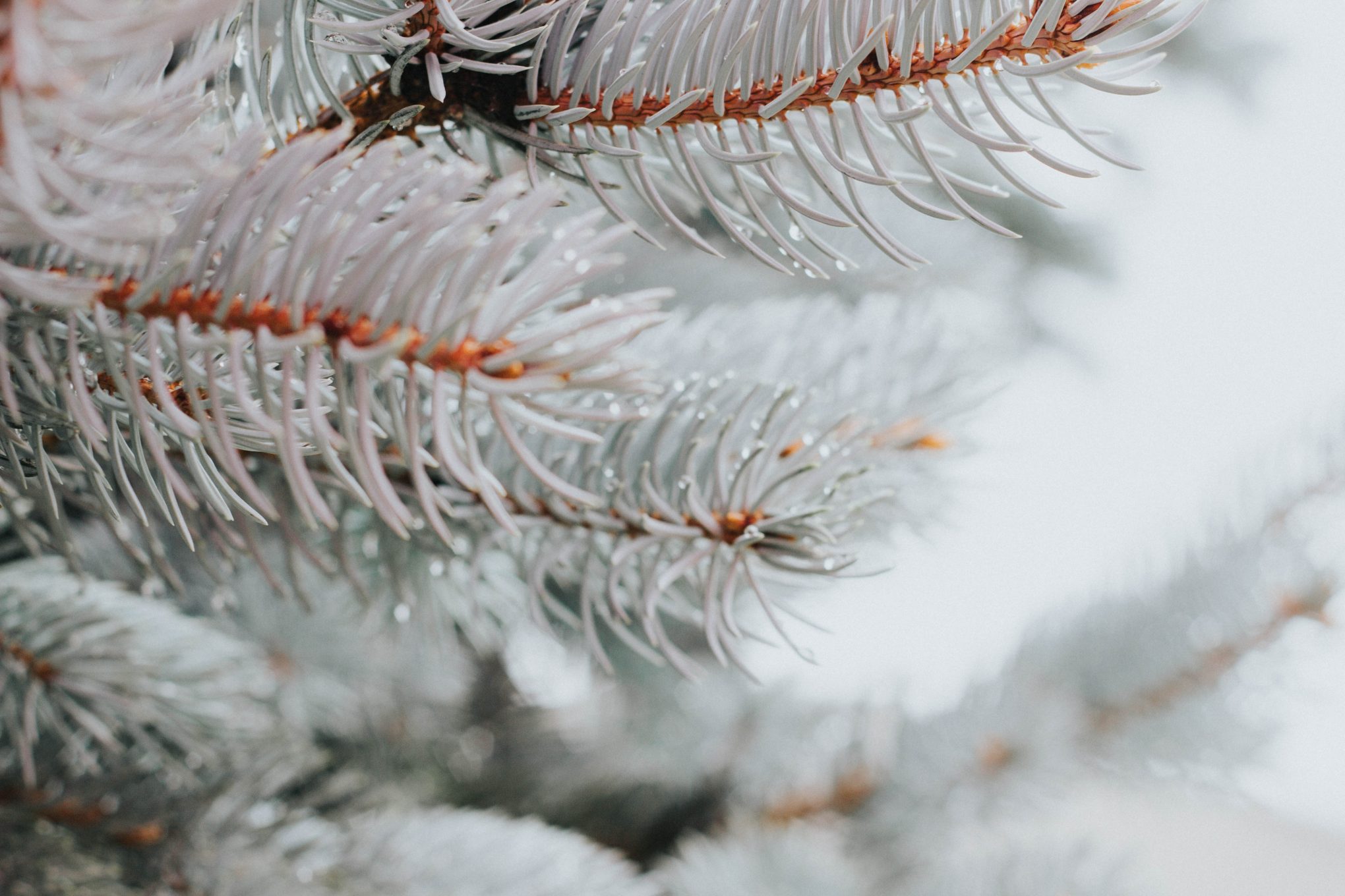 cordulas-adventskalender-schnee-auf-zweigen