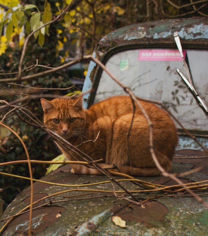 rote-katze-auf-schrottauto