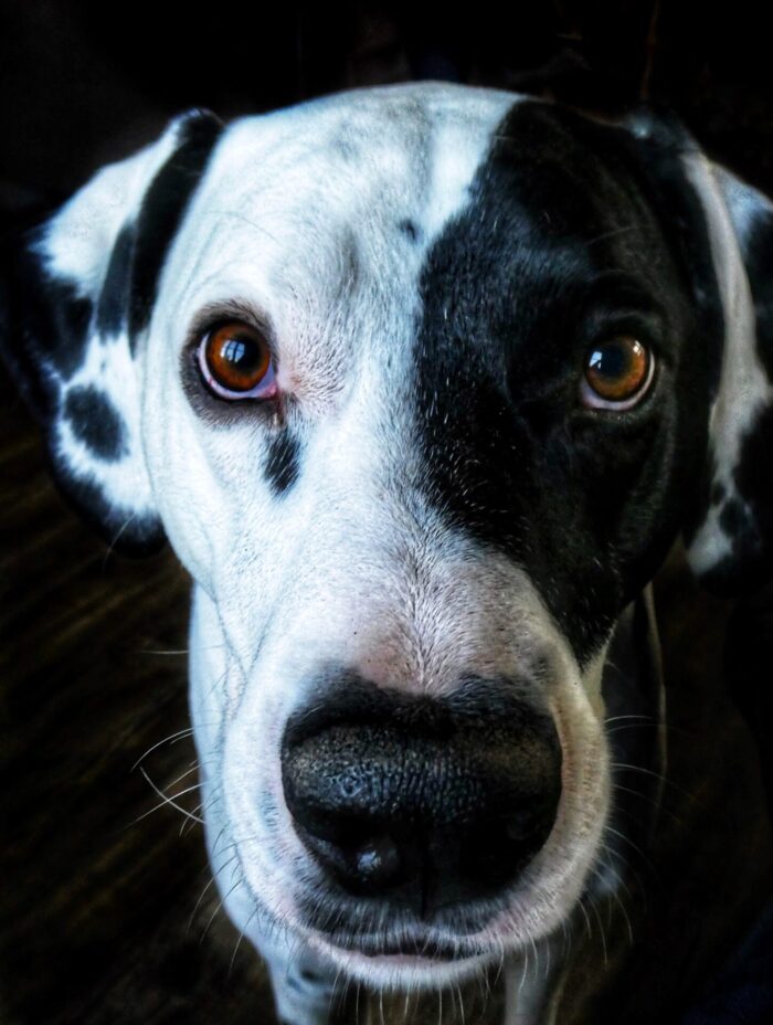 ein Hund mit treuen Augen