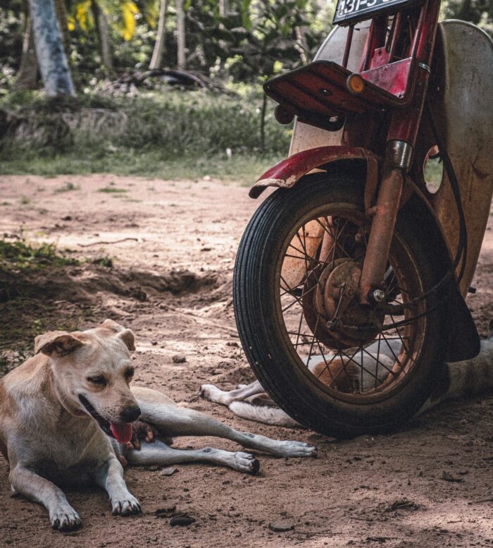 Hund und Motorrad