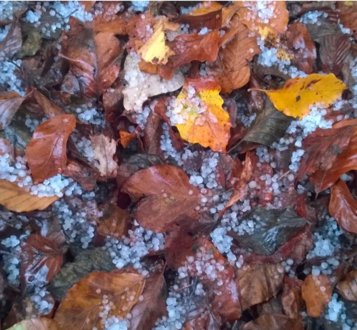 DER eNTZÜCKBLICK. DER ERSTE sCHNEE AUF ALTEN BLÄTTERN