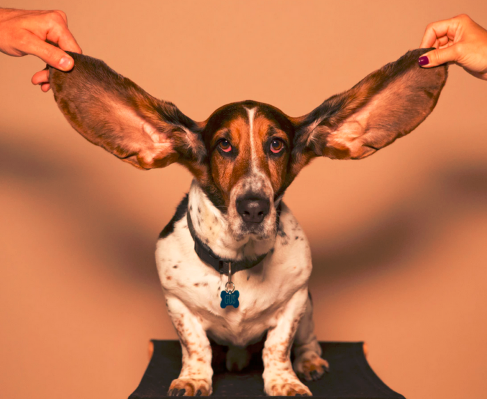 Interessante Podcast- Themen für Schreiberlinge: ein Hund lauscht